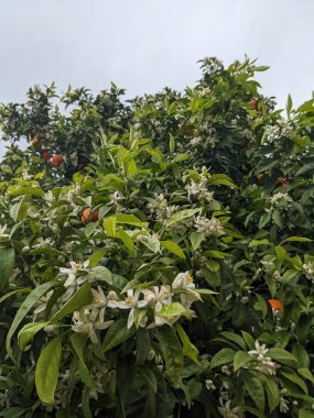 Portakal ağacı, çiçekler ve meyve, İspanya