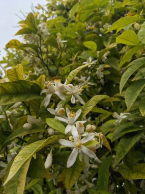Portakal ağacı, çiçekler ve meyve, İspanya