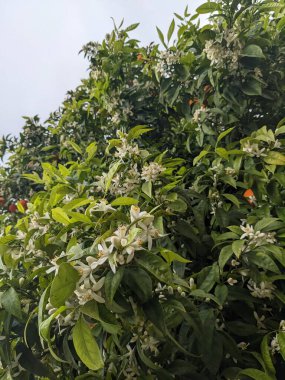 Portakal ağacı, çiçekler ve meyve, İspanya