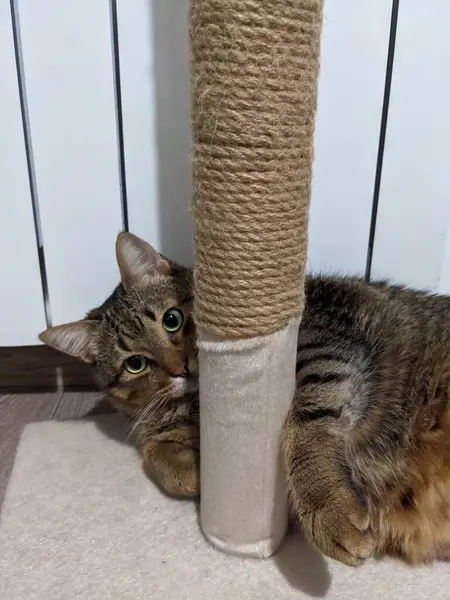 Yerdeki sevimli kedi.