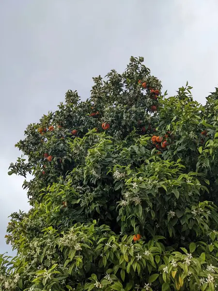 Portakal ağacı. Yapraklar, meyveler ve çiçekler