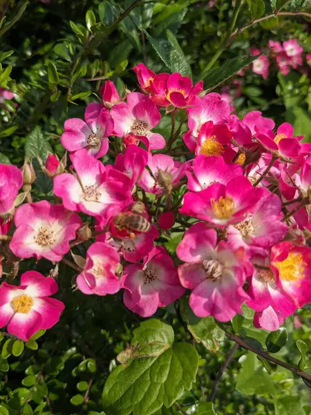 Bahçede pembe gül çiçekleri