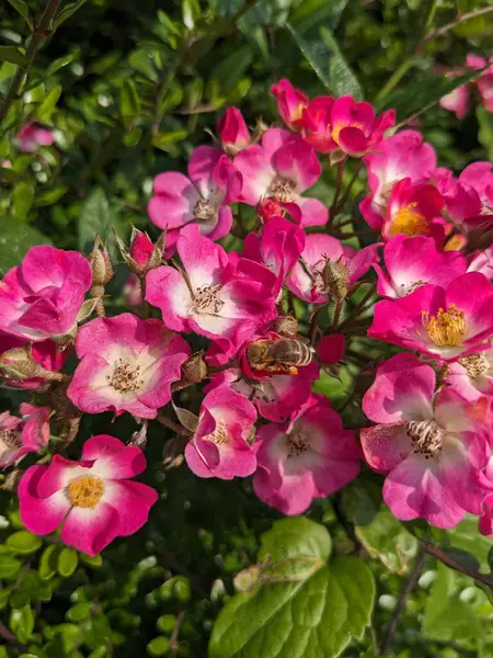 Bahçede pembe gül çiçekleri