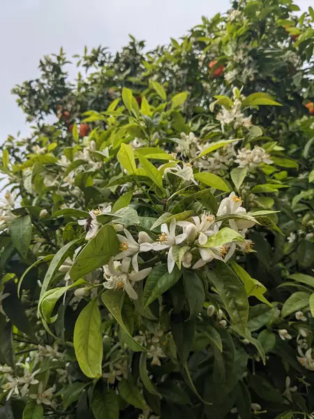 Portakal ağacı, çiçekler ve meyve, İspanya