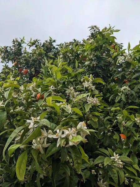 Portakal ağacı, çiçekler ve meyve, İspanya