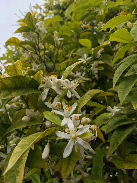 Portakal ağacı, çiçekler ve meyve, İspanya