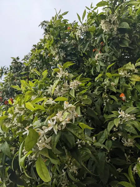 Portakal ağacı, çiçekler ve meyve, İspanya