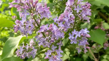 Bir leylağın pembe çiçekleri