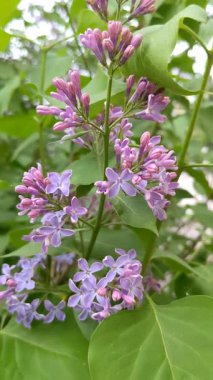 Bir leylağın pembe çiçekleri