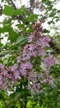 Bir leylağın pembe çiçekleri