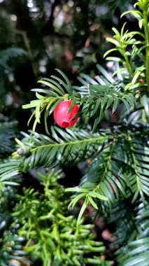 Taxus baccata, Avrupa porsuğu. Zehirli kırmızı böğürtlenli kozalaklı çalılık.