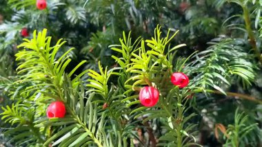Taxus baccata, Avrupa porsuğu. Zehirli kırmızı böğürtlenli kozalaklı çalılık.