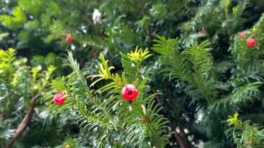 Taxus baccata, Avrupa porsuğu. Zehirli kırmızı böğürtlenli kozalaklı çalılık.
