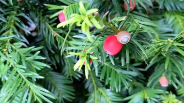 Taxus baccata, Avrupa porsuğu. Zehirli kırmızı böğürtlenli kozalaklı çalılık.