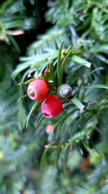 Kırmızı tohum konileri ile Avrupa porsuğu (Taxus baccata) 