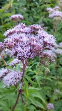 Eupatorium cannabinum çiçeklenme kafaları closeup