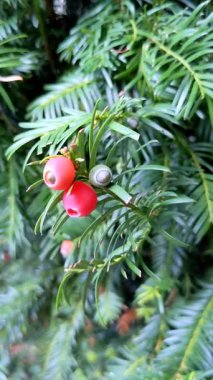 Taxus baccata Avrupa porsuğu zehirli ve acı kırmızı meyveli kozalaklı çalılıktır.