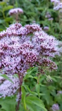 Eupatorium cannabinum çiçeklenme kafaları closeup