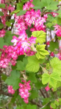 Güzel botanik fotoğrafı, doğal duvar kağıdı.