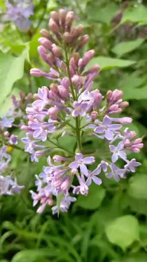 Bahçedeki leylak çiçekleri