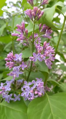 Bahçedeki leylak çiçekleri