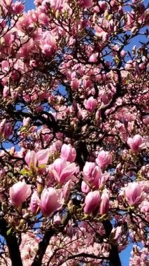 Manolya ağacı çiçek açar, bahar zamanı.