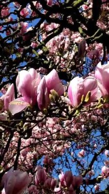 Manolya ağacı çiçek açar, bahar zamanı.