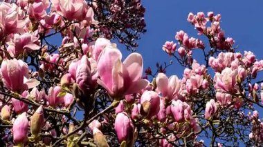 Manolya ağacı çiçek açar, bahar zamanı.