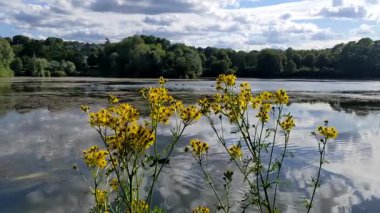Göl ve orman içinde yaz