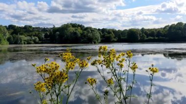 Göl ve orman içinde yaz