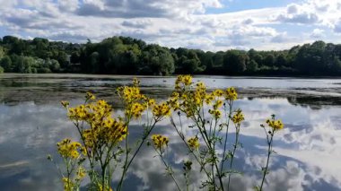 Göl ve orman içinde yaz