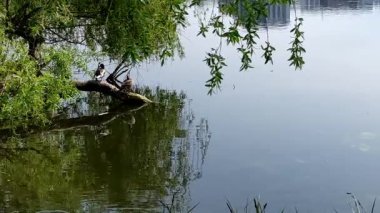 Havuzdaki ördekler, bahar zamanı