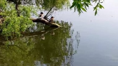 Havuzdaki ördekler, bahar zamanı