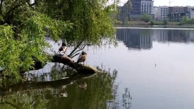 Havuzdaki ördekler, bahar zamanı