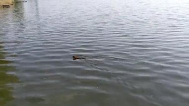 Parkta küçük bir göl.