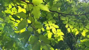 Ağaçların arasından güneş ışınları geliyor.