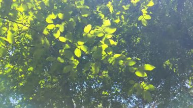 Ağaçların arasından güneş ışınları geliyor.