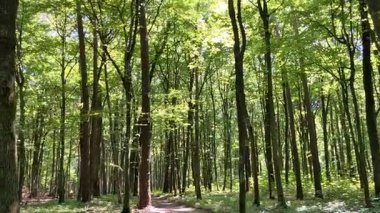 Yaz ormanındaki patika.