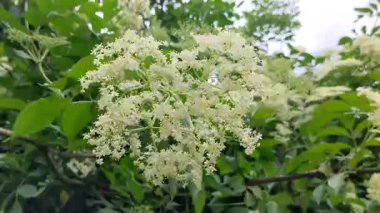 Siyah mürver (Sambucus nigra) enfloresanları)