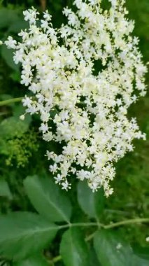 Siyah mürver (Sambucus nigra) enfloresanları)