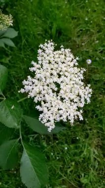 Siyah mürver (Sambucus nigra) enfloresanları)