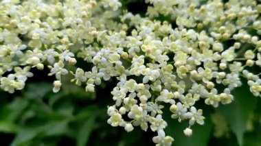 Siyah mürver (Sambucus nigra) enfloresanları)