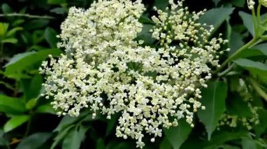 Siyah mürver (Sambucus nigra) enfloresanları)