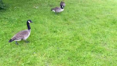 Kanadalı bir kaz yazın yeşil çimlerde otluyor.