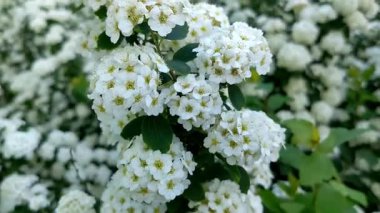 Spiraea thunbergii, çiçek açmış beyaz çiçekler.