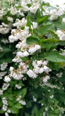 Fuzzy Deutzia (Deutzia scabra) çiçekleri. Hydrangeaceae yaprak döken çalı