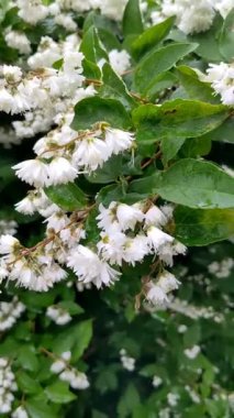 Fuzzy Deutzia (Deutzia scabra) çiçekleri. Hydrangeaceae yaprak döken çalı