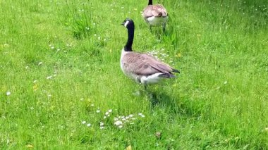 Kanada Kazları Ailesi (branta canadensis)