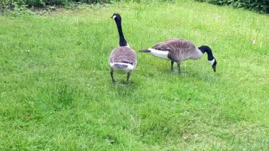 Kanada Kazları Ailesi (branta canadensis)