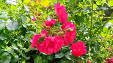 Bahçede kırmızı gül çiçekleri